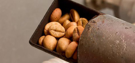 Granos tostados: los m&aacute;s tostados y oscuros tienen menos cafe&iacute;na