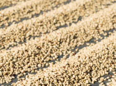 Secado del caf&eacute;