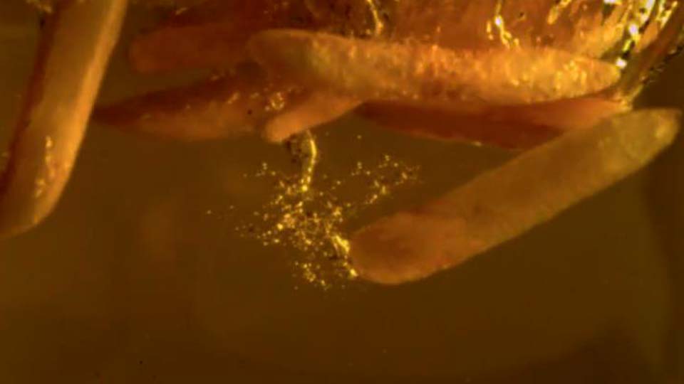 Set de desayuno, v&iacute;deo del producto