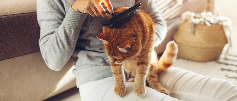 Al&eacute;rgenos en el hogar: caspa de mascotas; datos sobre alergias