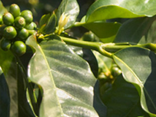 Las bayas de la planta del caf&eacute;