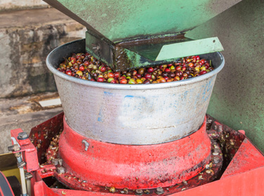 Despulpado del caf&eacute;